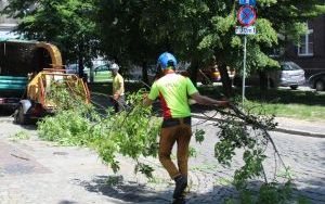 Prace arborystyczne na pl. Klasztornym (2)