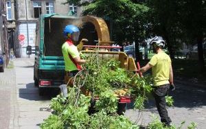Prace arborystyczne na pl. Klasztornym (3)