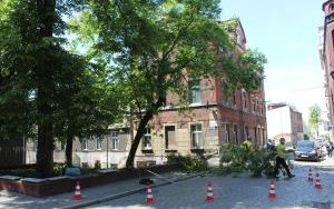 Prace arborystyczne na pl. Klasztornym (4)