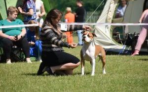 Gratka dla fanów czworonogów. Trwa XIX Międzynarodowa Wystawa Psów CACIB Bytom (3)