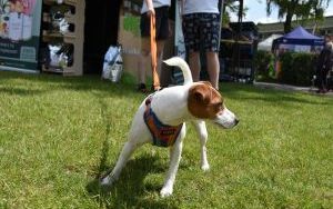W Bytomiu-Szombierkach trwa XIX Międzynarodowa Wystawa Psów CACIB Bytom (9)