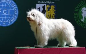 W Bytomiu-Szombierkach trwa XIX Międzynarodowa Wystawa Psów CACIB Bytom (10)