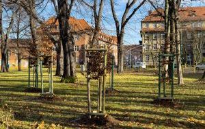 Nasadzenia zastępcze w Bytomiu (1)