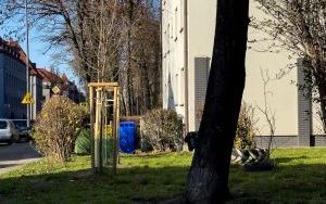 Nasadzenia zastępcze w Bytomiu (7)