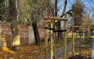 Nasadzenia zastępcze w Bytomiu (8)