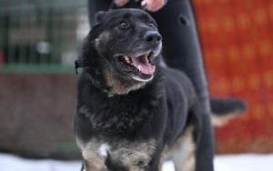 Psy do adopcji w Schronisku dla Bezdomnych Zwierząt w Bytomiu (3)