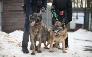 Psy do adopcji w Schronisku dla Bezdomnych Zwierząt w Bytomiu (5)