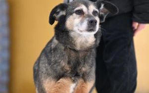 Psy do adopcji w Schronisku dla Bezdomnych Zwierząt w Bytomiu (7)