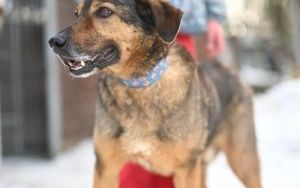 Psy do adopcji w Schronisku dla Bezdomnych Zwierząt w Bytomiu (9)