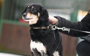 Psy do adopcji w Schronisku dla Bezdomnych Zwierząt w Bytomiu (4)