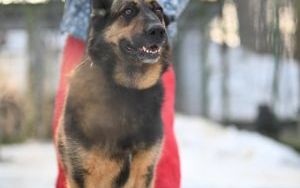 Psy do adopcji w Schronisku dla Bezdomnych Zwierząt w Bytomiu (6)