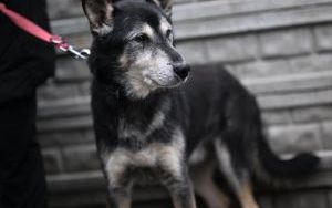 Psy do adopcji w Schronisku dla Bezdomnych Zwierząt w Bytomiu (8)