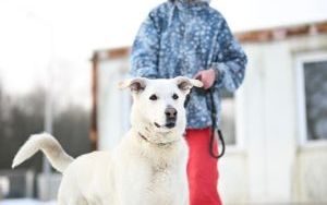 Psy do adopcji w Schronisku dla Bezdomnych Zwierząt w Bytomiu (10)