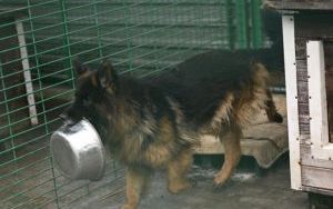 Psy do adopcji w Schronisku dla Bezdomnych Zwierząt w Bytomiu (2)