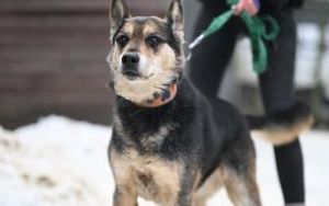 Psy do adopcji w Schronisku dla Bezdomnych Zwierząt w Bytomiu (3)