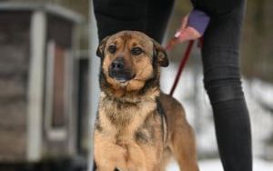 Psy do adopcji w Schronisku dla Bezdomnych Zwierząt w Bytomiu (5)