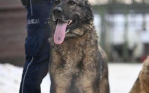 Psy do adopcji w Schronisku dla Bezdomnych Zwierząt w Bytomiu (4)