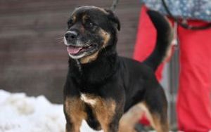 Psy do adopcji w Schronisku dla Bezdomnych Zwierząt w Bytomiu (6)