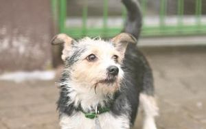 Psy do adopcji w Schronisku dla Bezdomnych Zwierząt w Bytomiu (8)