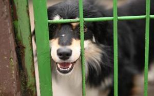 Psy do adopcji w Schronisku dla Bezdomnych Zwierząt w Bytomiu (2)