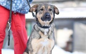 Psy do adopcji w Schronisku dla Bezdomnych Zwierząt w Bytomiu (3)