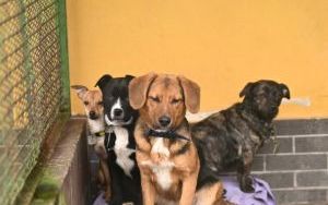 Psy do adopcji w Schronisku dla Bezdomnych Zwierząt w Bytomiu (5)