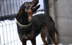 Psy do adopcji w Schronisku dla Bezdomnych Zwierząt w Bytomiu (8)