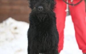 Psy do adopcji w Schronisku dla Bezdomnych Zwierząt w Bytomiu (9)