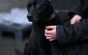 Psy do adopcji w Schronisku dla Bezdomnych Zwierząt w Bytomiu (10)
