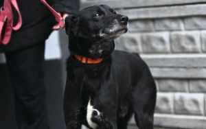 Psy do adopcji w Schronisku dla Bezdomnych Zwierząt w Bytomiu (2)