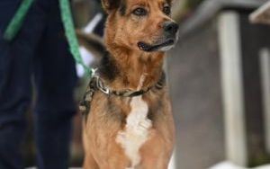 Psy do adopcji w Schronisku dla Bezdomnych Zwierząt w Bytomiu (4)