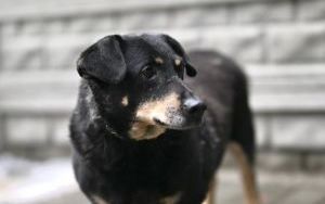 Psy do adopcji w Schronisku dla Bezdomnych Zwierząt w Bytomiu (6)