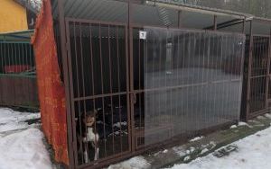 Psy do adopcji w Schronisku dla Bezdomnych Zwierząt w Bytomiu (10)