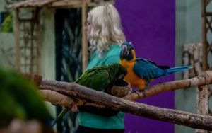 Araland - ptasia przystań w sercu miasta (9)