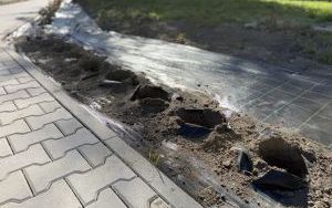 Po krzewach róż zostały tylko dziury w ziemi. Ktoś ukradł rośliny przy ulicy Nickla (2)