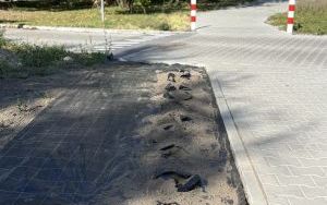 Po krzewach róż zostały tylko dziury w ziemi. Ktoś ukradł rośliny przy ulicy Nickla (4)