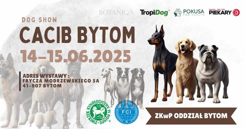Międzynarodowa wystawa psich piękności już w weekend w Szombierkach