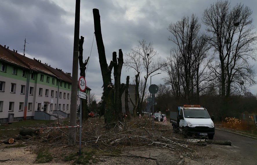 Wycinka topoli przy ul. Armii Krajowej w Łagiewnikach, fot. FB Krzysztofa Gawendy