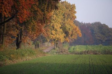 Ciekawe drzewa Lasu Bytomskiego